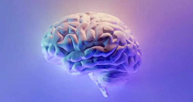 HOW TO EXERCISE YOUR BRIAN whatsapp image 2026 01 09 at 19.50.43